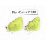 Colias montium ssp. China, Gansu, Wuwei, Tianzhu county, Qilian town. 2M. Pier-Coli-211018.