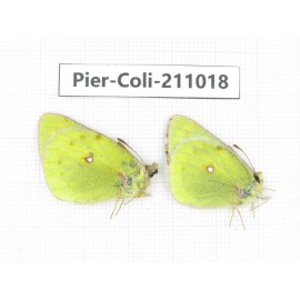 Colias montium ssp. China, Gansu, Wuwei, Tianzhu county, Qilian town. 2M. Pier-Coli-211018.