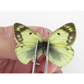 Colias montium ssp. China, Gansu, Wuwei, Tianzhu county, Qilian town. 2M. Pier-Coli-211018.