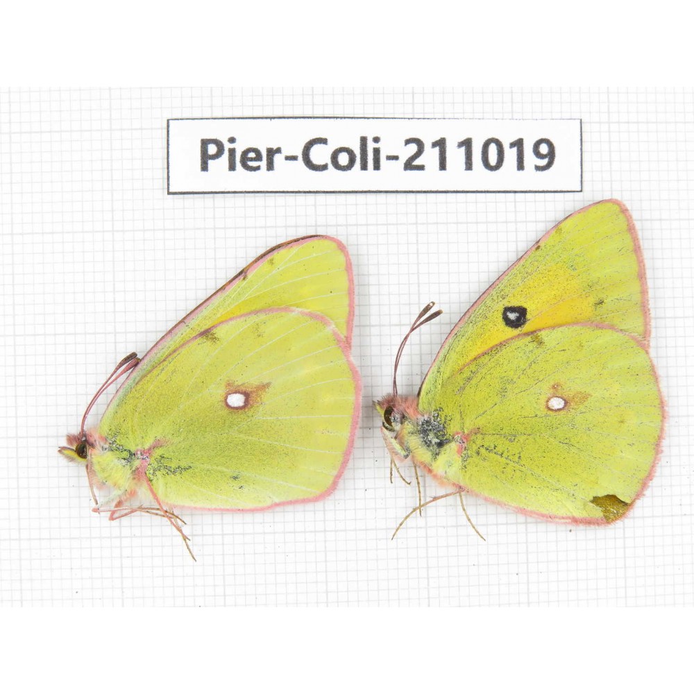 Colias fieldii ssp. China, Gansu, Wuwei, Tianzhu county, Qilian town. 1P. Pier-Coli-211019.