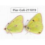 Colias fieldii ssp. China, Gansu, Wuwei, Tianzhu county, Qilian town. 1P. Pier-Coli-211019.