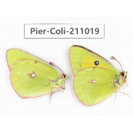 Colias fieldii ssp. China, Gansu, Wuwei, Tianzhu county, Qilian town. 1P. Pier-Coli-211019.