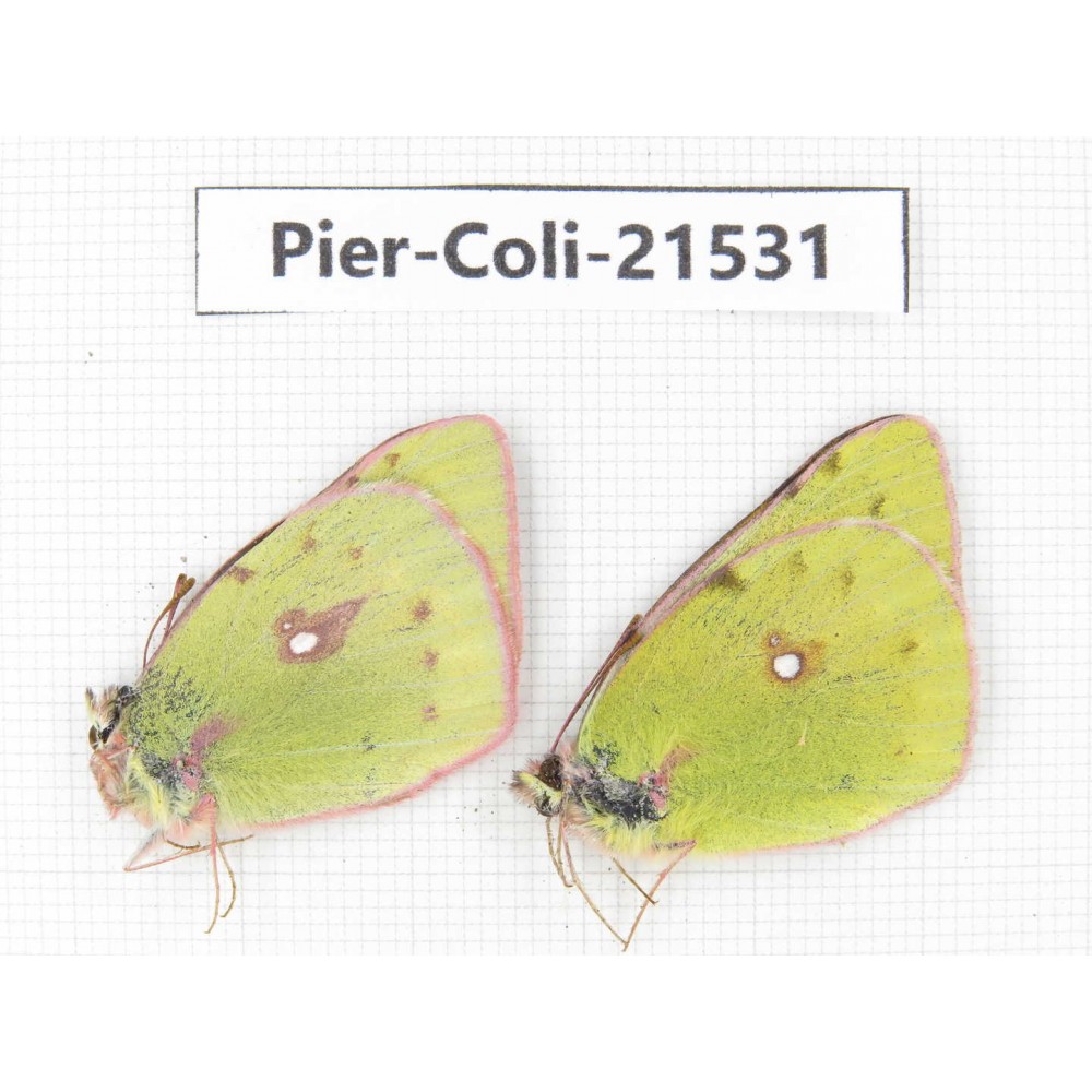 Colias fieldii chinensis. China, Qinghai, Dulan county, Xiariha. 2M. Pier-Coli-21531.
