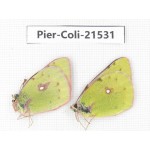 Colias fieldii chinensis. China, Qinghai, Dulan county, Xiariha. 2M. Pier-Coli-21531.