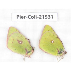 Colias fieldii chinensis. China, Qinghai, Dulan county, Xiariha. 2M. Pier-Coli-21531.