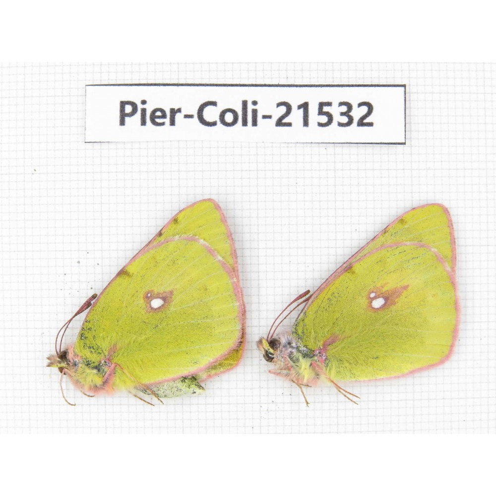 Colias fieldii chinensis. China, Qinghai, Dulan county, Xiariha. 2M. Pier-Coli-21532.