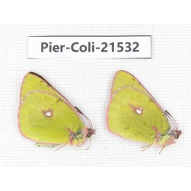 Colias fieldii chinensis. China, Qinghai, Dulan county, Xiariha. 2M. Pier-Coli-21532.