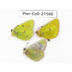 Colias arida cakana. China, Qinghai, Haixi, Dulan county, Kekexi. 2M1F. Pier-Coli-21566.