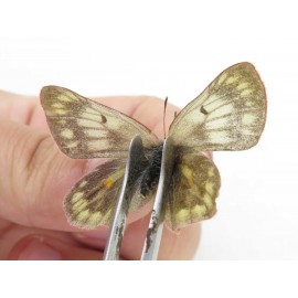Colias arida cakana. China, Qinghai, Haixi, Dulan county, Kekexi. 2M1F. Pier-Coli-21566.