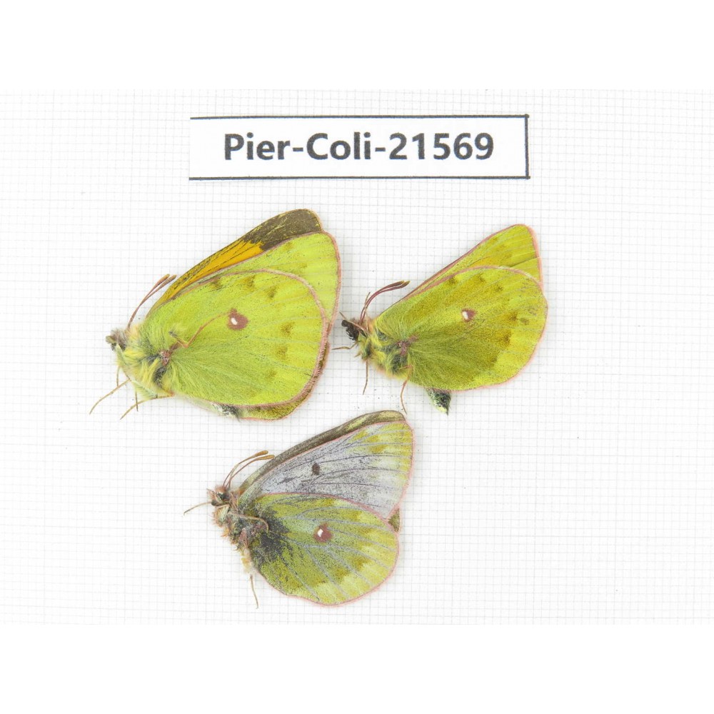 Colias arida cakana. China, Qinghai, Haixi, Dulan county, Kekexi. 2M1F. Pier-Coli-21569.
