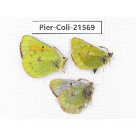 Colias arida cakana. China, Qinghai, Haixi, Dulan county, Kekexi. 2M1F. Pier-Coli-21569.