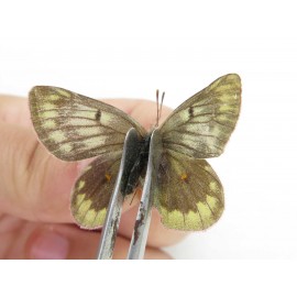 Colias arida cakana. China, Qinghai, Haixi, Dulan county, Kekexi. 2M1F. Pier-Coli-21569.