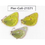 Colias arida cakana. China, Qinghai, Haixi, Dulan county, Kekexi. 2M1F. Pier-Coli-21571.