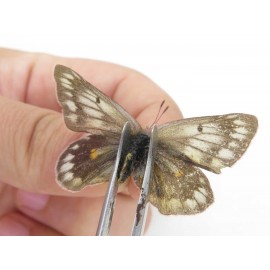 Colias arida cakana. China, Qinghai, Haixi, Dulan county, Kekexi. 2M1F. Pier-Coli-21571.