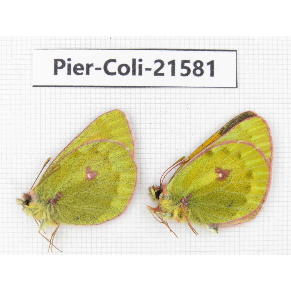 Colias arida cakana. China, Qinghai, Haixi, Dulan county, Kekexi. 2M. Pier-Coli-21581.
