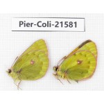 Colias arida cakana. China, Qinghai, Haixi, Dulan county, Kekexi. 2M. Pier-Coli-21581.