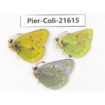 Colias arida cakana. China, Qinghai, Haixi, Dulan county, Kekexi. 2M1F. Pier-Coli-21615.
