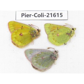 Colias arida cakana. China, Qinghai, Haixi, Dulan county, Kekexi. 2M1F. Pier-Coli-21615.