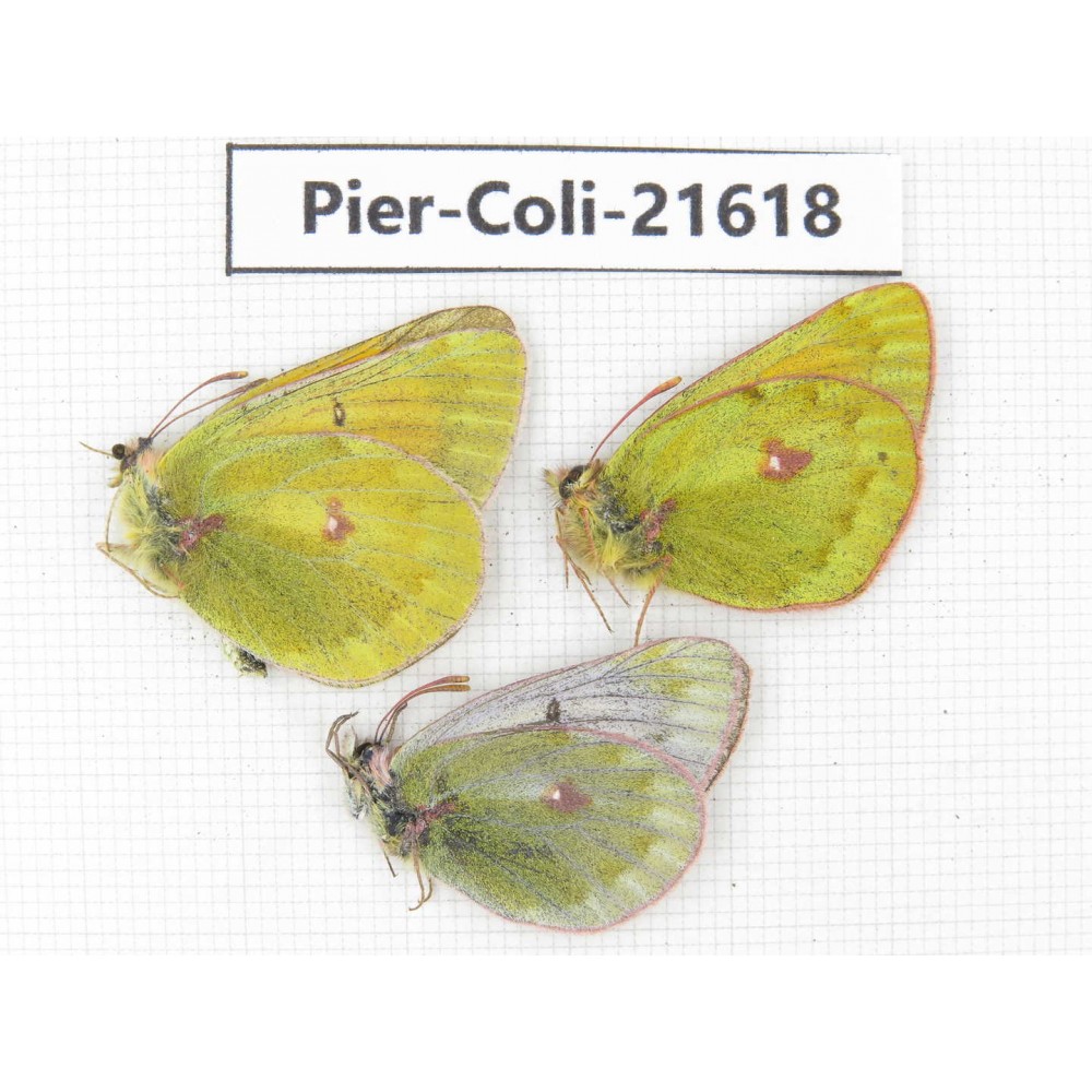 Colias arida cakana. China, Qinghai, Haixi, Dulan county, Kekexi. 2M1F. Pier-Coli-21618.