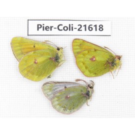 Colias arida cakana. China, Qinghai, Haixi, Dulan county, Kekexi. 2M1F. Pier-Coli-21618.