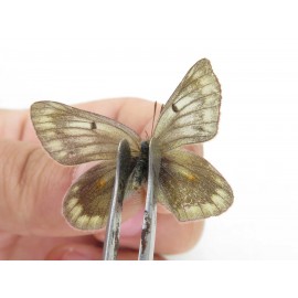 Colias arida cakana. China, Qinghai, Haixi, Dulan county, Kekexi. 2M1F. Pier-Coli-21618.