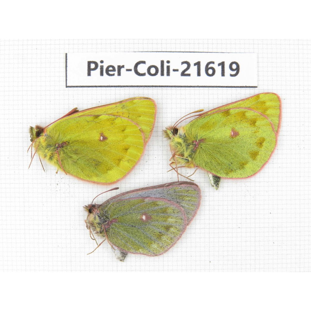 Colias arida cakana. China, Qinghai, Haixi, Dulan county, Kekexi. 2M1F. Pier-Coli-21619.