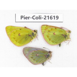 Colias arida cakana. China, Qinghai, Haixi, Dulan county, Kekexi. 2M1F. Pier-Coli-21619.