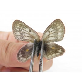 Colias arida cakana. China, Qinghai, Haixi, Dulan county, Kekexi. 2M1F. Pier-Coli-21619.