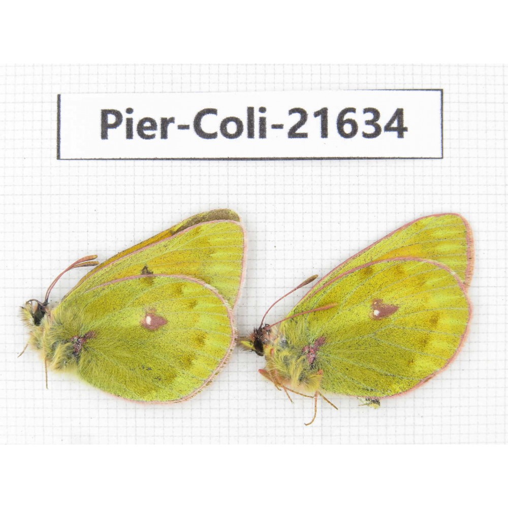 Colias arida cakana. China, Qinghai, Haixi, Dulan county, Kekexi. 2M. Pier-Coli-21634.