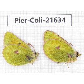 Colias arida cakana. China, Qinghai, Haixi, Dulan county, Kekexi. 2M. Pier-Coli-21634.