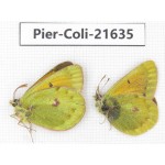Colias arida cakana. China, Qinghai, Haixi, Dulan county, Kekexi. 2M. Pier-Coli-21635.