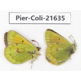 Colias arida cakana. China, Qinghai, Haixi, Dulan county, Kekexi. 2M. Pier-Coli-21635.