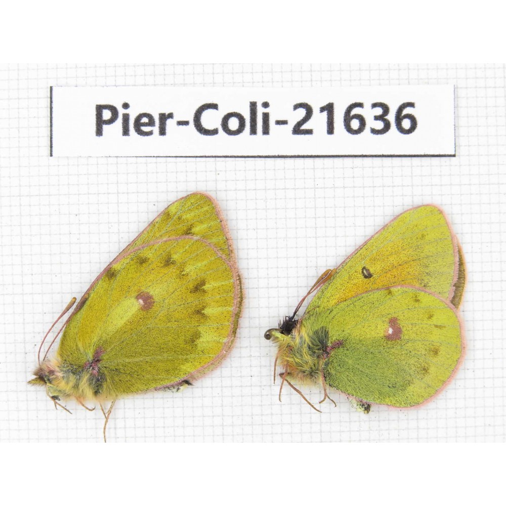 Colias arida cakana. China, Qinghai, Haixi, Dulan county, Kekexi. 2M. Pier-Coli-21636.