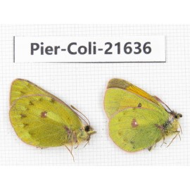 Colias arida cakana. China, Qinghai, Haixi, Dulan county, Kekexi. 2M. Pier-Coli-21636.