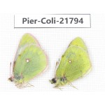 Colias montium viridis. China, Qinghai, Haixi, Dulan county, Kekexi. 1P. Pier-Coli-21794.