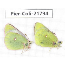 Colias montium viridis. China, Qinghai, Haixi, Dulan county, Kekexi. 1P. Pier-Coli-21794.