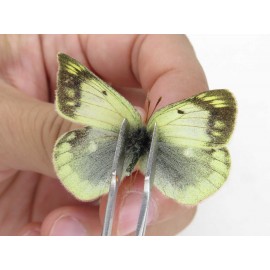 Colias montium viridis. China, Qinghai, Haixi, Dulan county, Kekexi. 1P. Pier-Coli-21794.