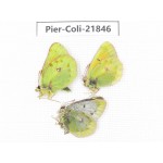 Colias wanda baeckeri. China, Qinghai, Haixi, Dulan county, Kekexi. 2M1F. Pier-Coli-21846.