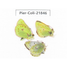 Colias wanda baeckeri. China, Qinghai, Haixi, Dulan county, Kekexi. 2M1F. Pier-Coli-21846.