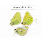 Colias wanda baeckeri. China, Qinghai, Haixi, Dulan county, Kekexi. 2M1F. Pier-Coli-21903.