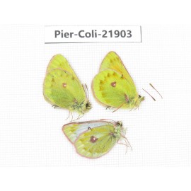 Colias wanda baeckeri. China, Qinghai, Haixi, Dulan county, Kekexi. 2M1F. Pier-Coli-21903.