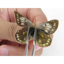 Colias wanda baeckeri. China, Qinghai, Haixi, Dulan county, Kekexi. 2M1F. Pier-Coli-21903.