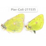Colias fieldii chinensis. China, Qinghai, Haixi, Dulan county, Mt.Buerhanbudashan. 1P. Pier-Coli-211535.