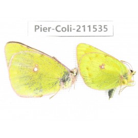 Colias fieldii chinensis. China, Qinghai, Haixi, Dulan county, Mt.Buerhanbudashan. 1P. Pier-Coli-211535.