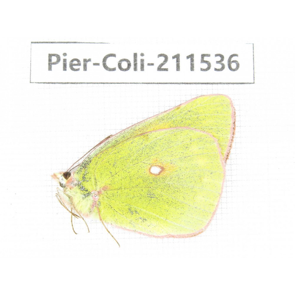 Colias fieldii chinensis. China, Qinghai, Haixi, Dulan county, Mt.Buerhanbudashan. 1F. Pier-Coli-211536.