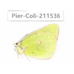Colias fieldii chinensis. China, Qinghai, Haixi, Dulan county, Mt.Buerhanbudashan. 1F. Pier-Coli-211536.