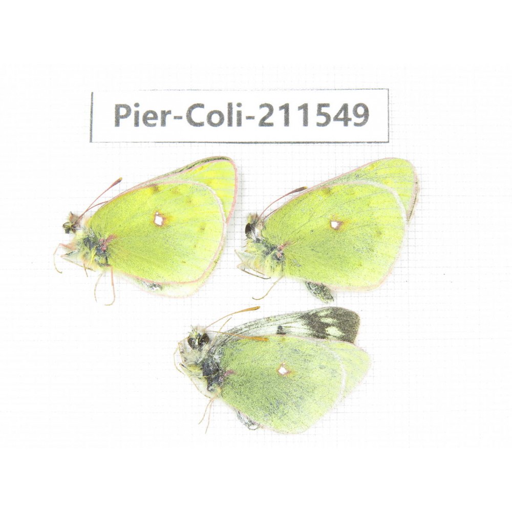 Colias montium ssp. China, Qinghai, Haixi, Dulan county, Mt.Buerhanbudashan. 2M1F. Pier-Coli-211549.