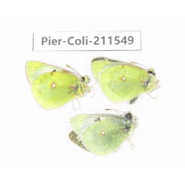 Colias montium ssp. China, Qinghai, Haixi, Dulan county, Mt.Buerhanbudashan. 2M1F. Pier-Coli-211549.
