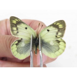 Colias montium ssp. China, Qinghai, Haixi, Dulan county, Mt.Buerhanbudashan. 2M1F. Pier-Coli-211549.