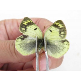 Colias montium ssp. China, Qinghai, Haixi, Dulan county, Mt.Buerhanbudashan. 2M1F. Pier-Coli-211549.